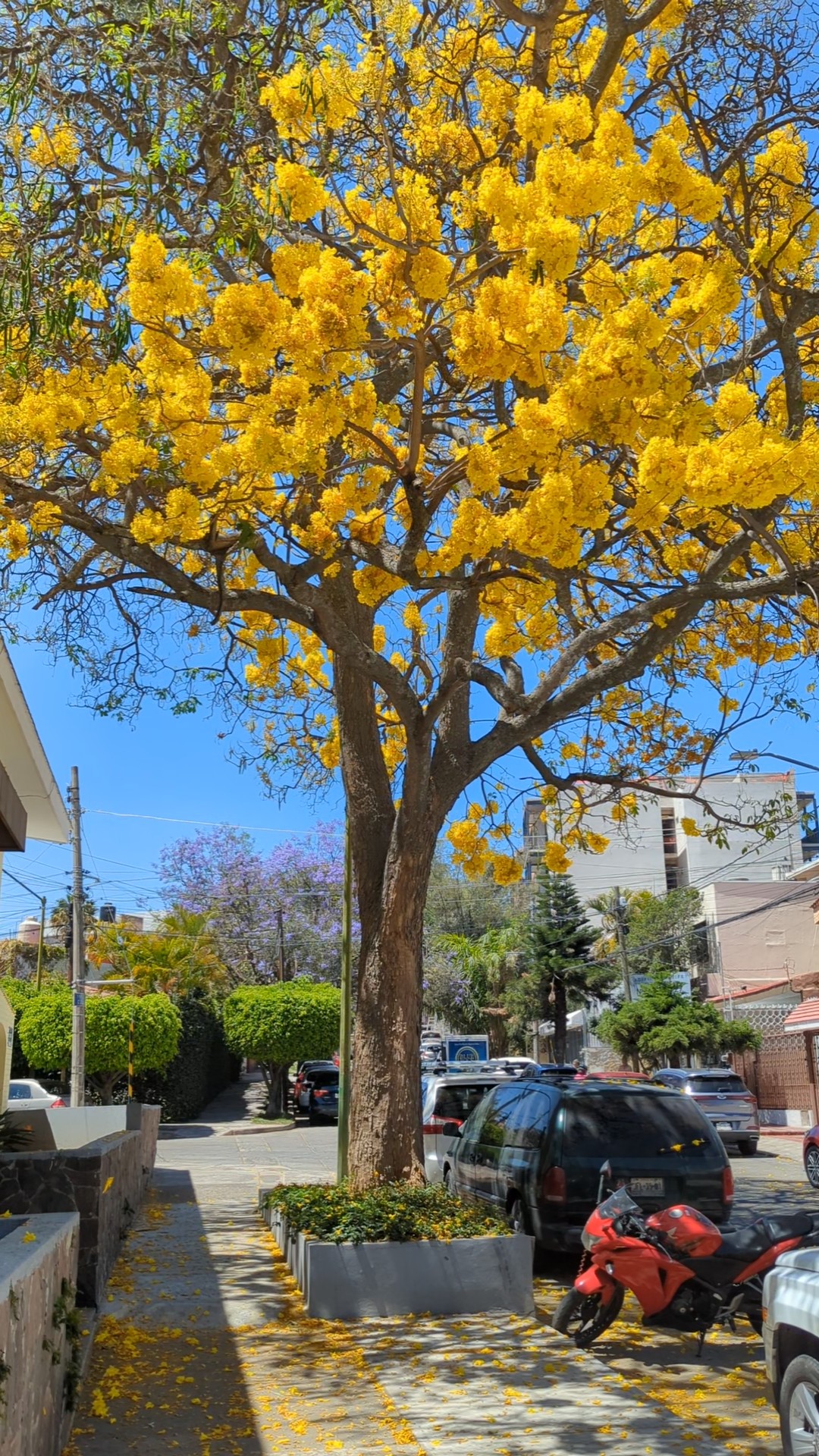 arbol de flor amarilla