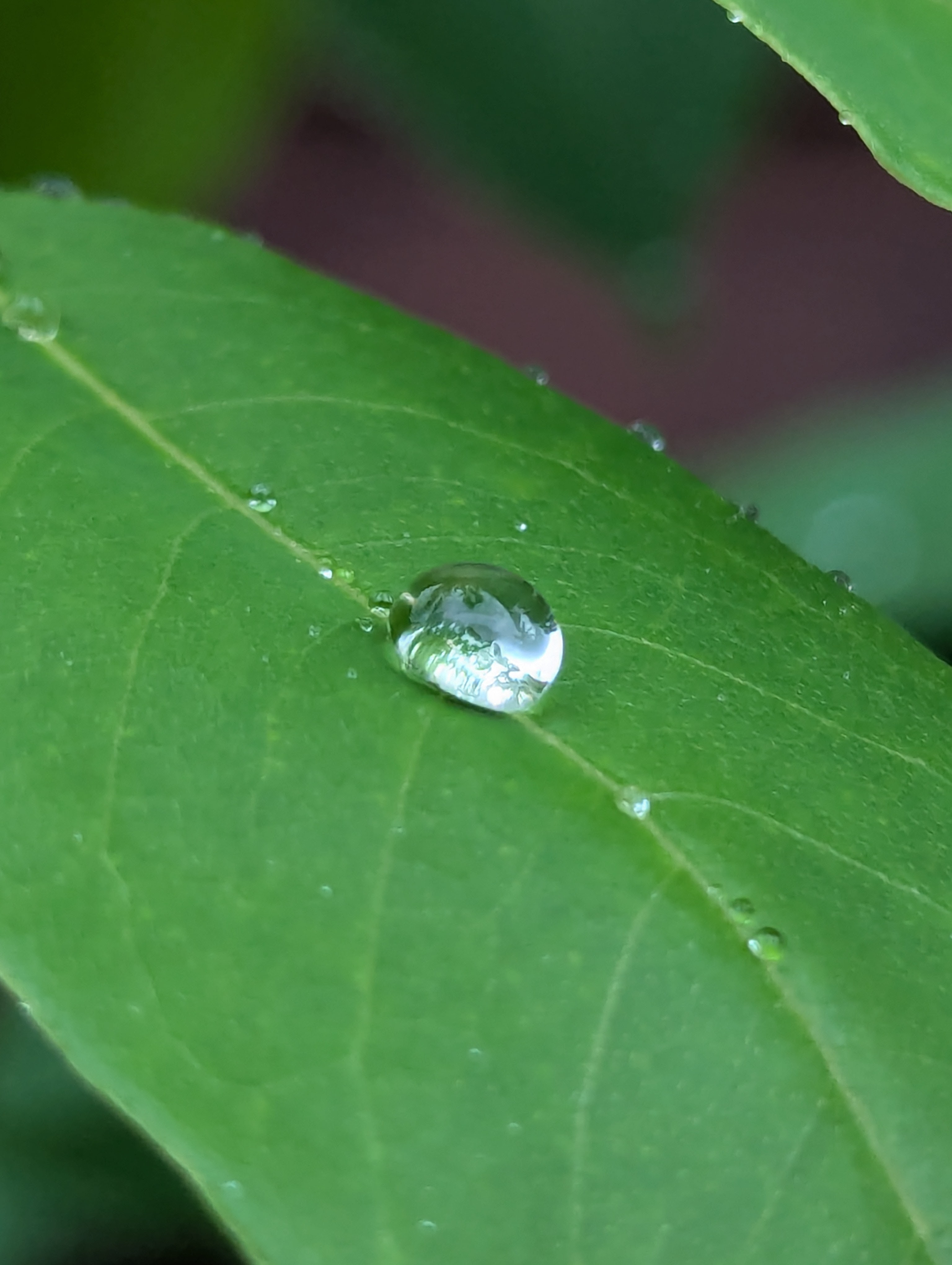 la fortuna